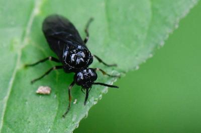 <i>Rhadinoceraea micans</i>