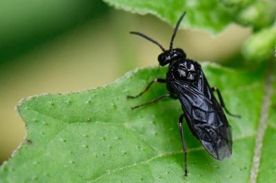 Rhadinoceraea micans