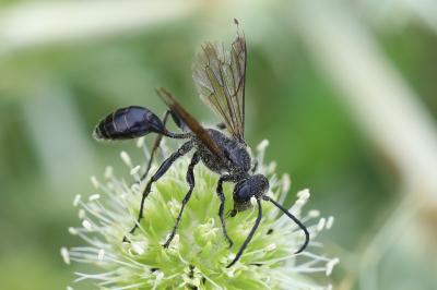 Isodonte mexicaine
