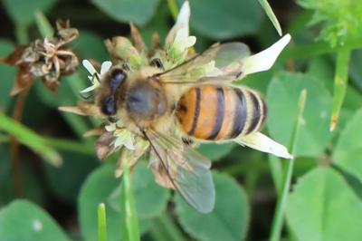 Abeille domestique