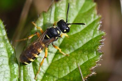 <i>Cerceris ruficornis</i>