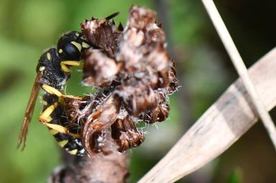 <i>Cerceris ruficornis</i>