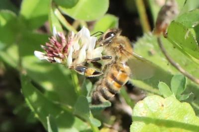 Abeille domestique