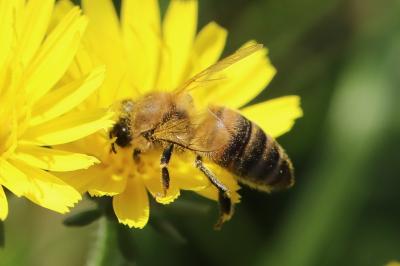Abeille domestique