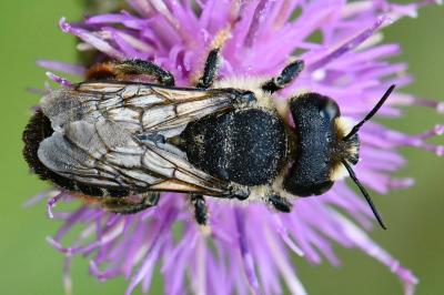 <i>Lithurgus cornutus</i>
