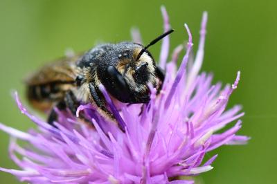 <i>Lithurgus cornutus</i>