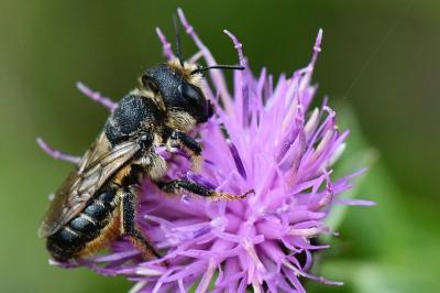 <i>Lithurgus cornutus</i>