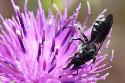 <i>Lasioglossum</i>