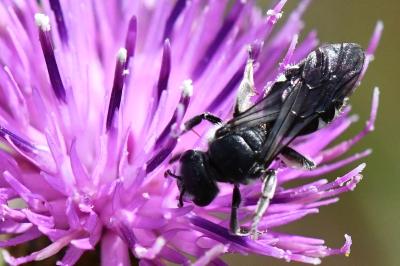 <i>Lasioglossum</i>