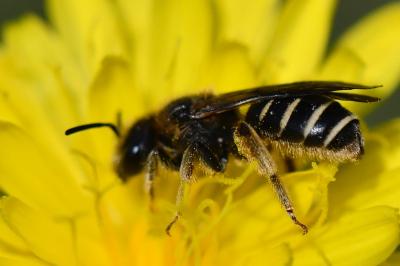 <i>Halictus</i>