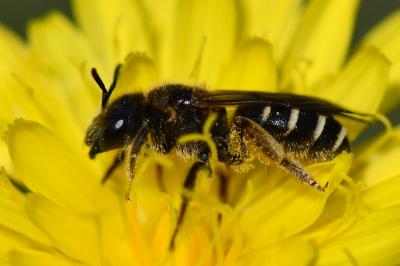 <i>Halictus</i>