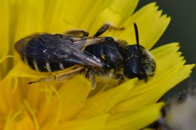 <i>Halictus</i>