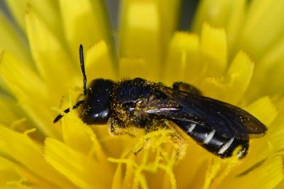Halictus maculatus