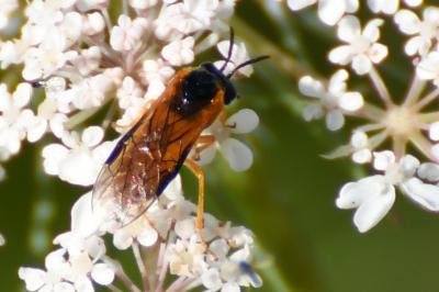 <i>Selandria serva</i>