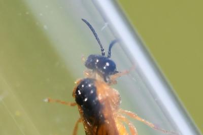 <i>Selandria serva</i>