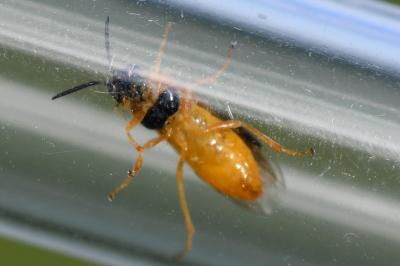 <i>Selandria serva</i>