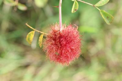 Cynips du rosier