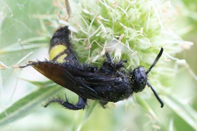 Scolie hirsute