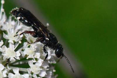 <i>Tiphia femorata</i>