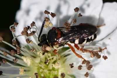 <i>Epeolus cruciger</i>