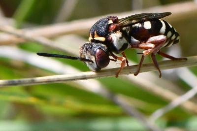 <i>Epeolus cruciger</i>