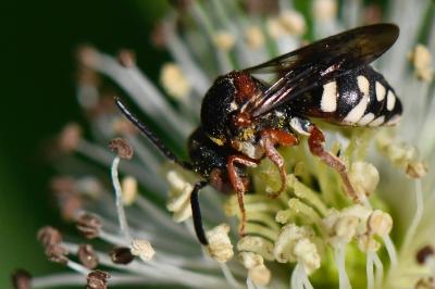 Epeolus cruciger
