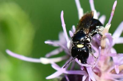 Ceratina cucurbitina