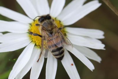 Abeille domestique