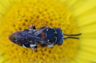 <i>Epeolus variegatus</i>