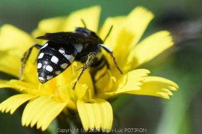 <i>Epeolus fallax</i>