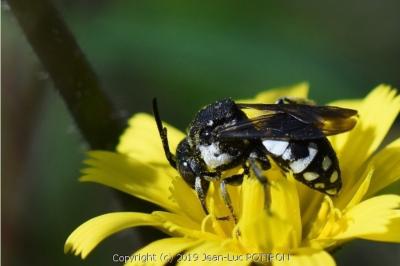 <i>Epeolus fallax</i>