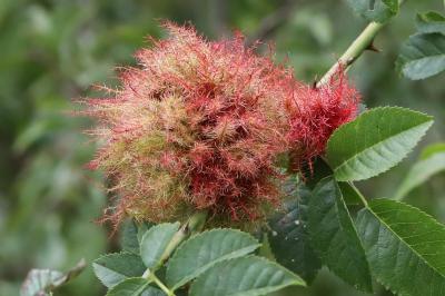 Cynips du rosier
