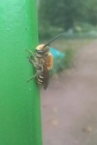 <i>Colletes</i>