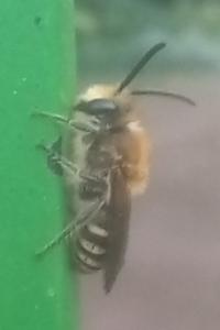 <i>Colletes</i>