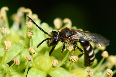 Lasioglosse chaussée