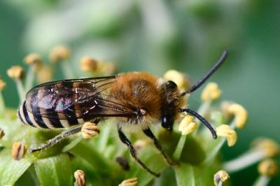 Colletes hederae
