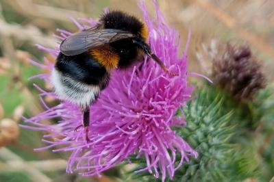 <i>Bombus</i>