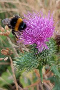 <i>Bombus</i>