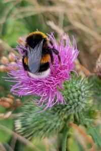<i>Bombus</i>