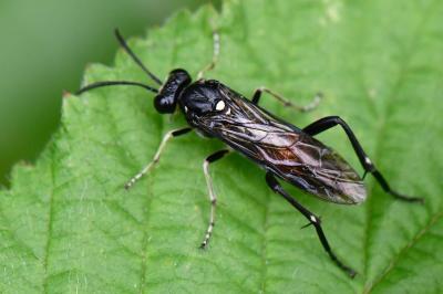 <i>Macrophya militaris</i>