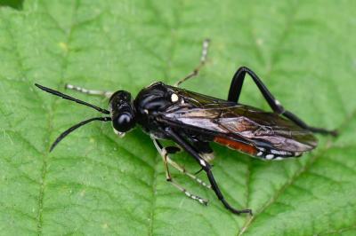 <i>Macrophya militaris</i>