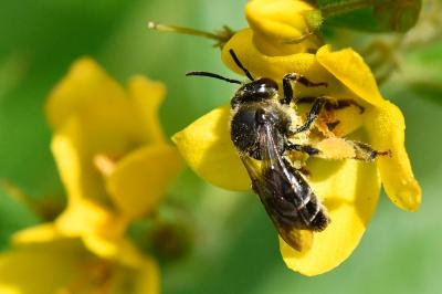 <i>Macropis europaea</i>