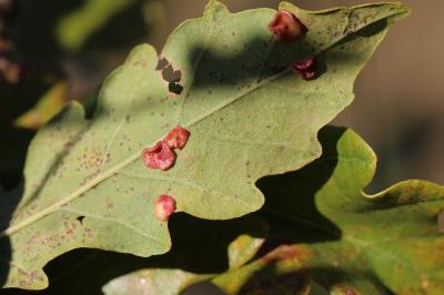 <i>Neuroterus albipes</i>