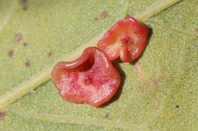 <i>Neuroterus albipes</i>