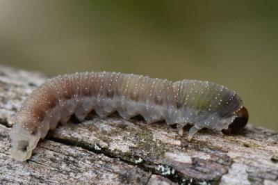 <i>Allantus togatus</i>