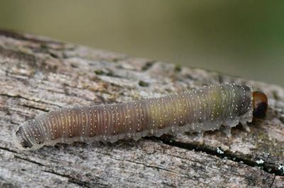 <i>Allantus togatus</i>