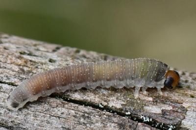 <i>Allantus togatus</i>