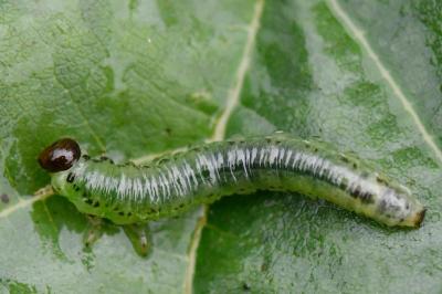 <i>Nematus alniastri</i>