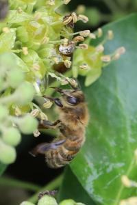 Abeille domestique