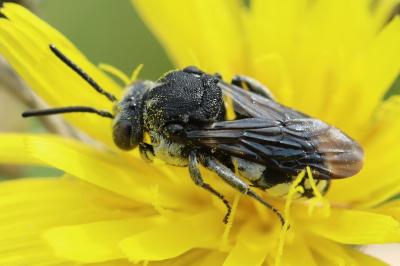 <i>Epeolus fallax</i>